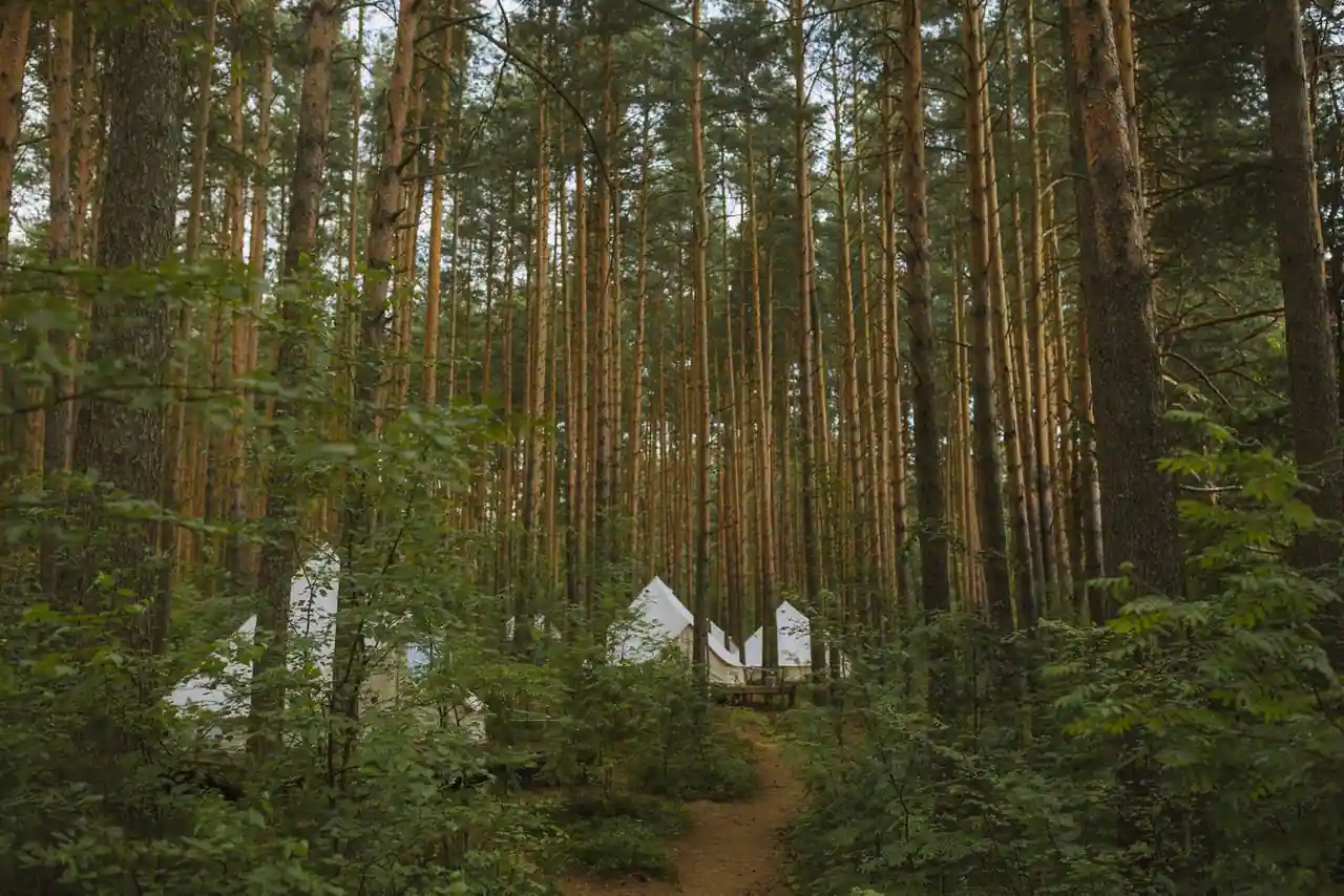 Tentes de camping blanches installées dans une haute pinède, le long d'un sentier forestier.