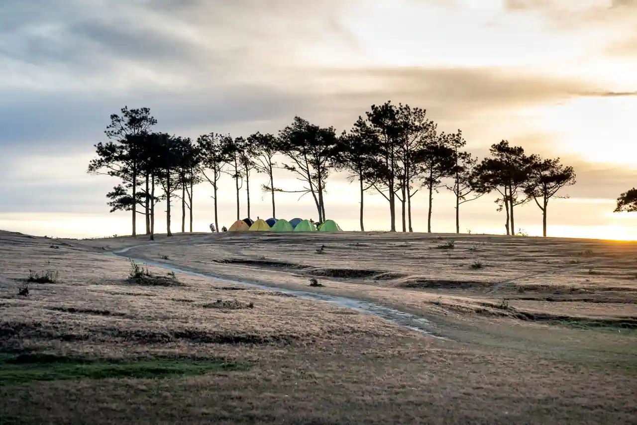 Tentes de camping colorées alignées sous des pins sur une colline au coucher du soleil
