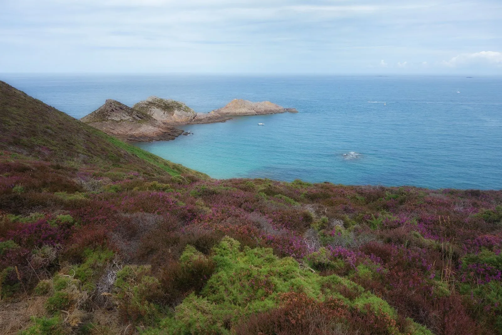 Lande de bruyère mauve descendant vers une crique et un promontoire rocheux, sur la côte d'Erquy en Bretagne.