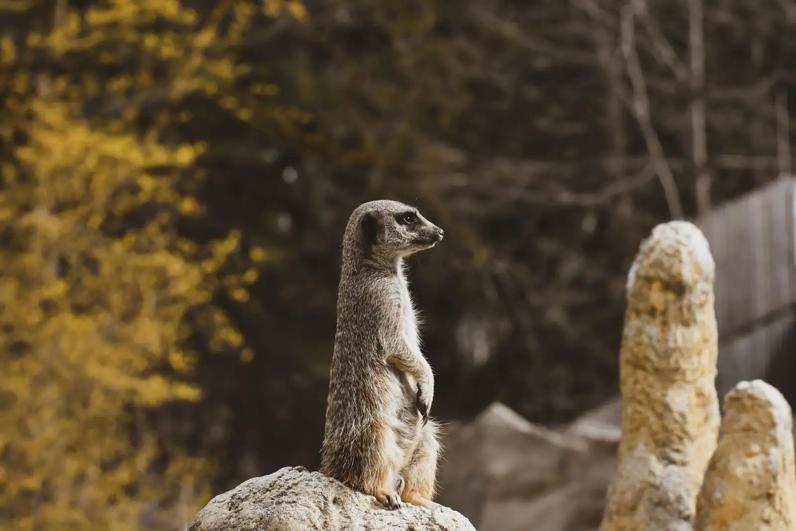 Suricate dressé sur ses pattes arrière dans la savane, clin d'œil à la mascotte de la marque