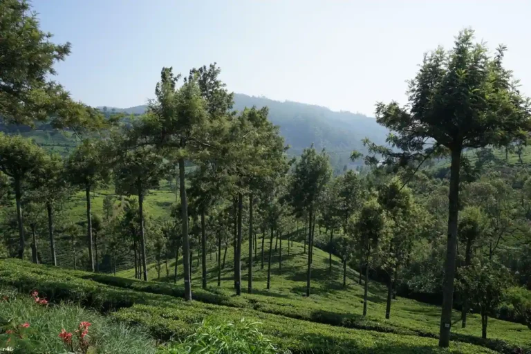 Voyage en famille au Sri Lanka : quand partir et quel itinéraire